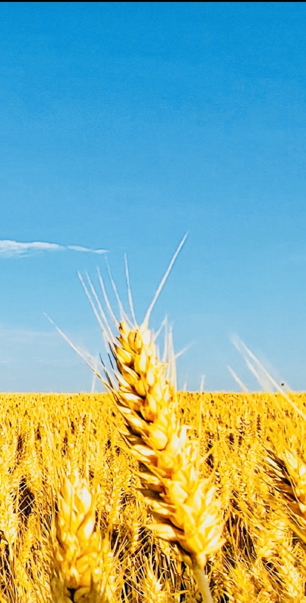 金黄麦穗 - 最远地平线 - 图虫