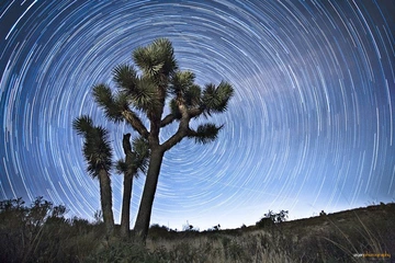 Joshua Tree, Hesperia