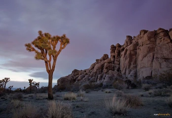 Joshua Tree National Park, CA