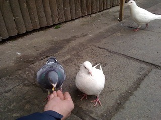 20110115446.jpg