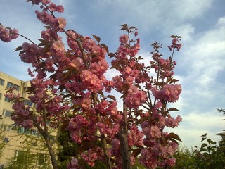 20110503535.jpg