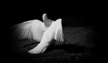 _MG_1315.jpg