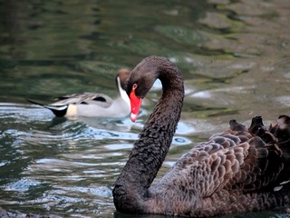 IMG_0226.JPG
