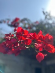 2FAFE406-E9D9-4DCD-9F06-04712C98AA9F/L0/001