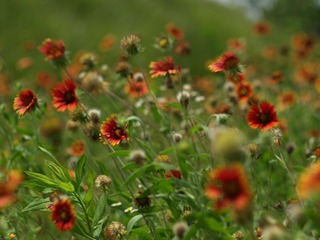 P7279936