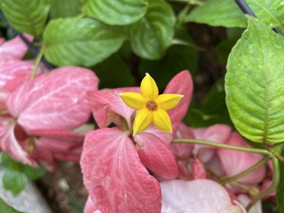 flower03