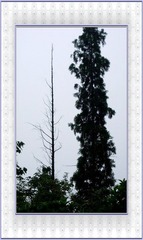 对比