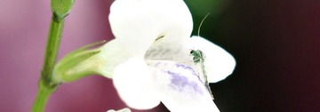 P3043822-edit-crop.JPG