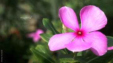 P5204465-edit.JPG
