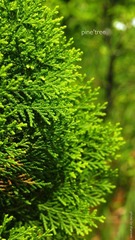 P5204467-edit.JPG