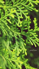 P5204468-edit.JPG
