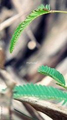 P5204493-edit.JPG