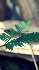 P5204494-edit.JPG