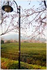 P1252596-edit.JPG