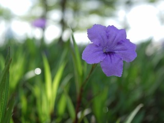 874F1DF0-868E-49C5-B939-E4BFB7B6EF77/L0/001