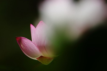 2939FD99-5B31-4E40-84BA-96A33039C218/L0/001