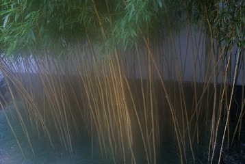 竹音_11.jpg