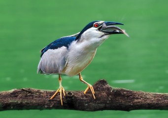 56787