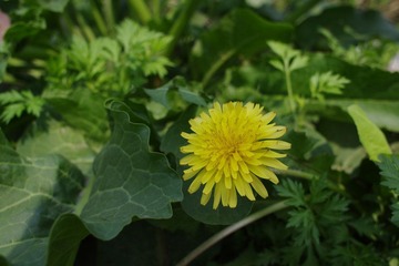 IMGP1663.JPG