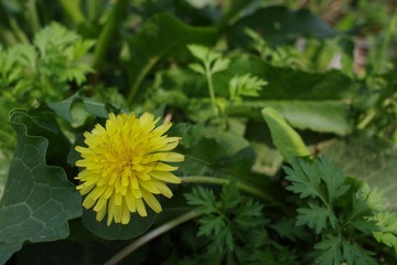 IMGP1664.JPG