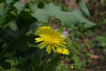 IMGP1668.JPG