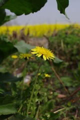 IMGP1673.JPG