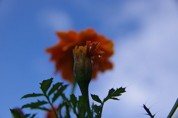 IMGP5111.JPG