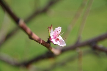 IMGP5160.JPG