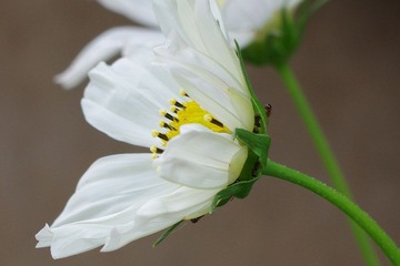 IMGP6079.JPG