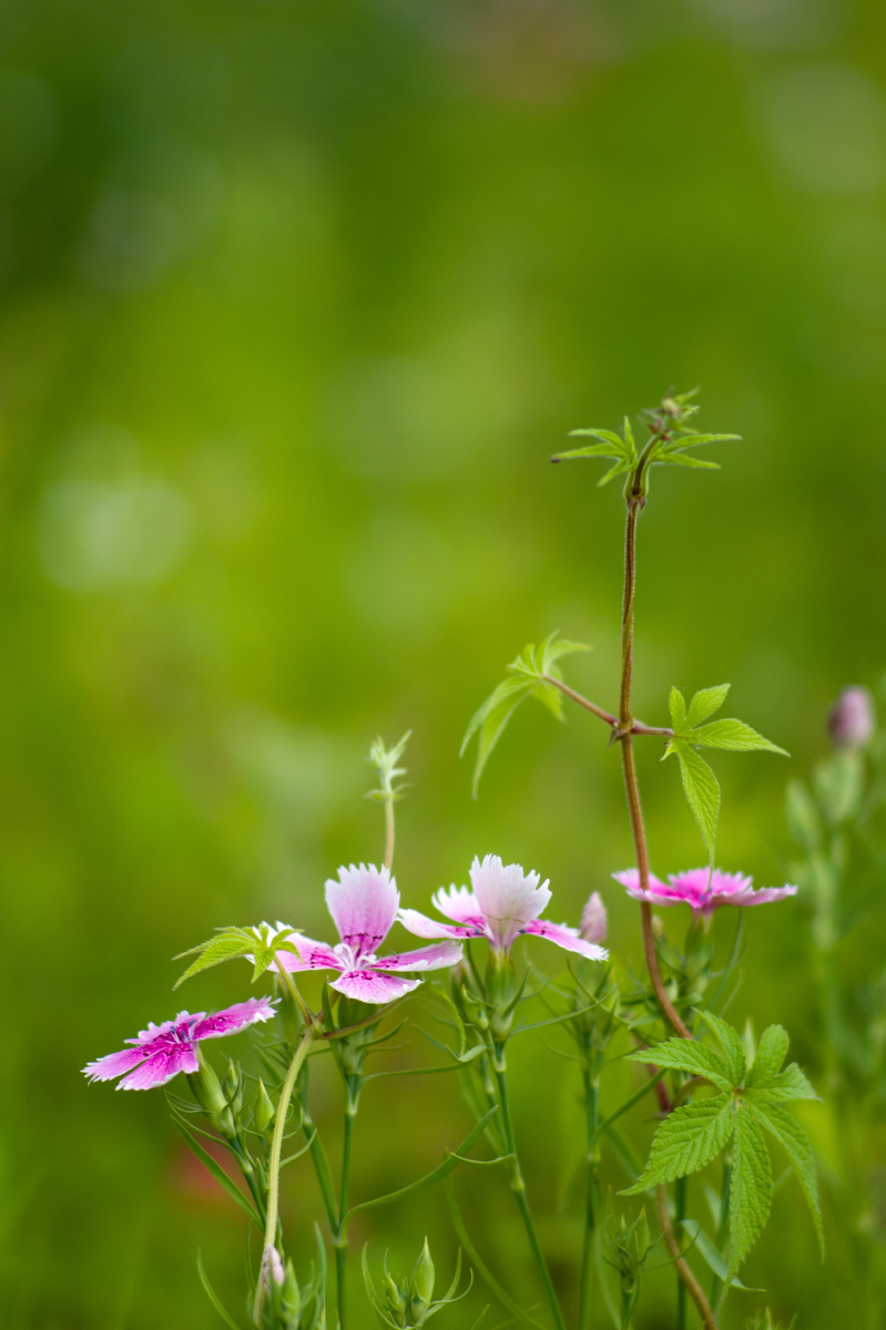 漫山遍野的野花