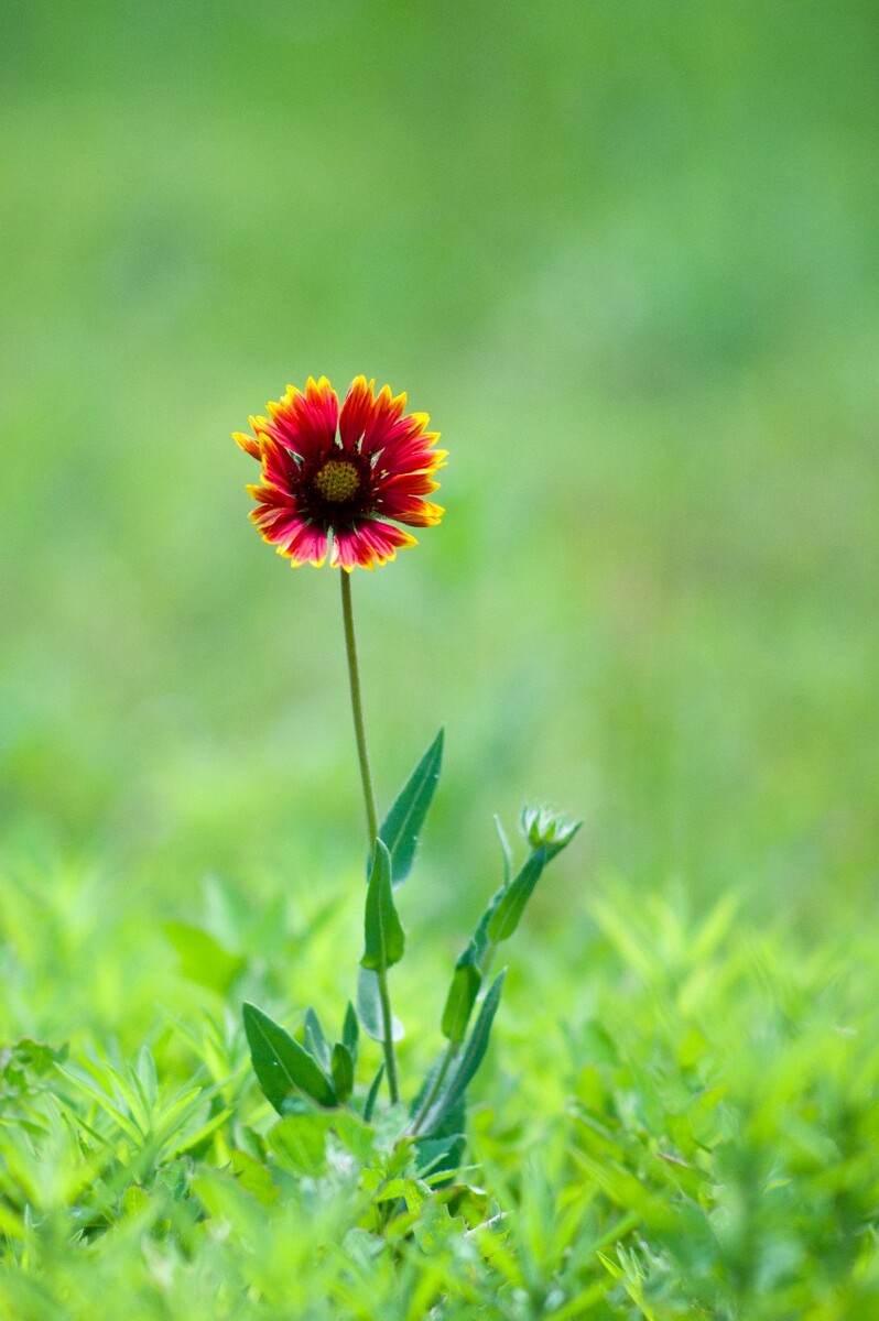 一花一世界