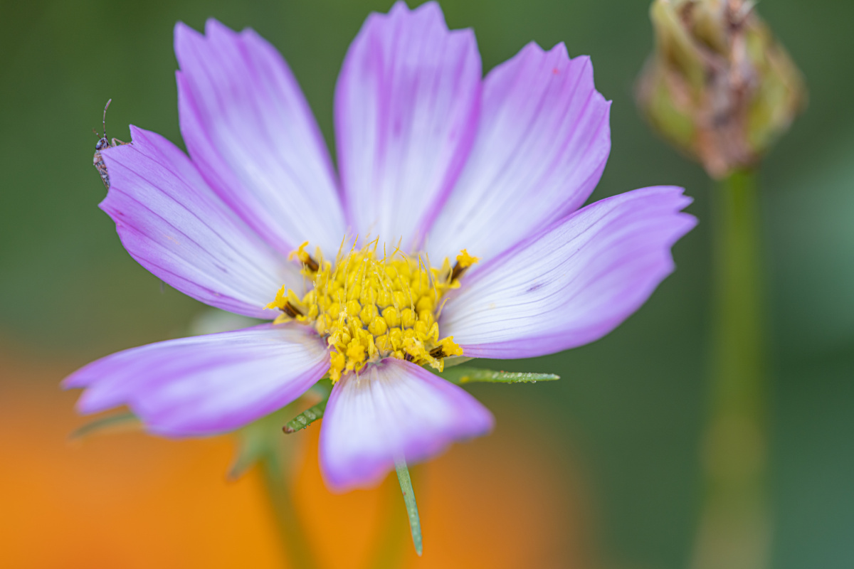 苏州太湖园博园格桑花微距特写