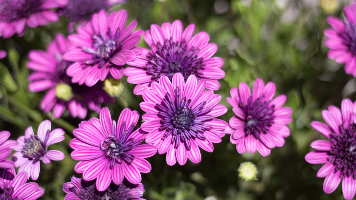 微观花世界 @ the flower field