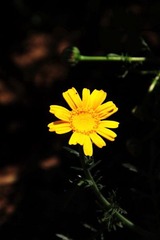 黄花