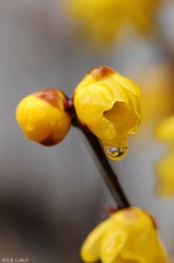 DSC_6397.jpg