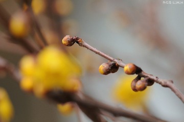 DSC_6407.jpg