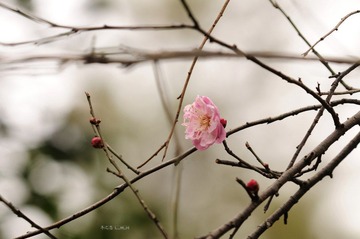 DSC_6428.jpg