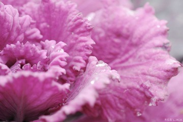 DSC_6488.jpg