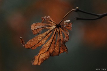 DSC_6500.jpg