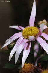 DSC_6527.jpg