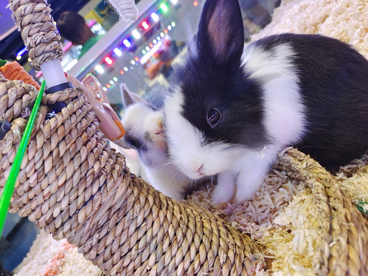 可可爱爱 - 苍耳zz - 图虫