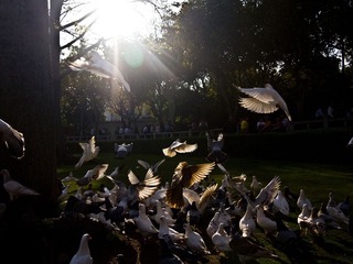 P4294475.jpg