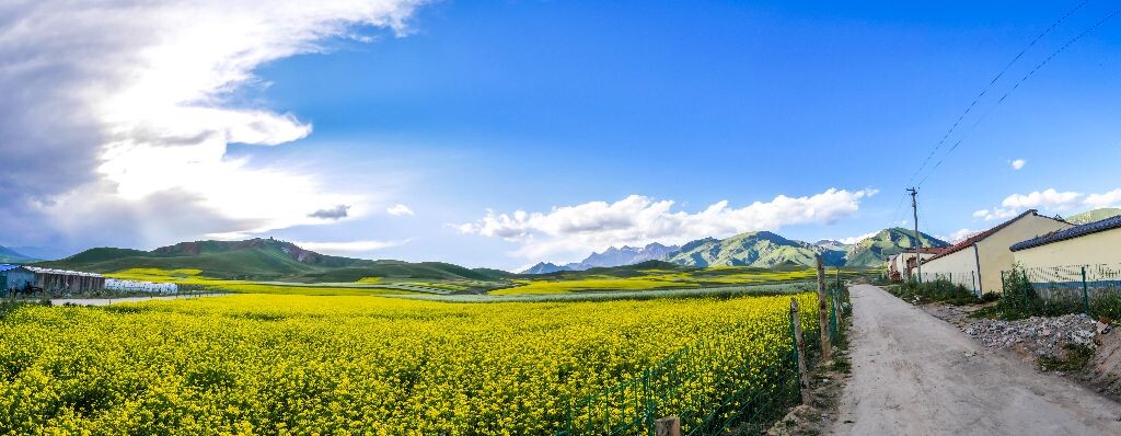 油嘛油嘛油菜花<br />
