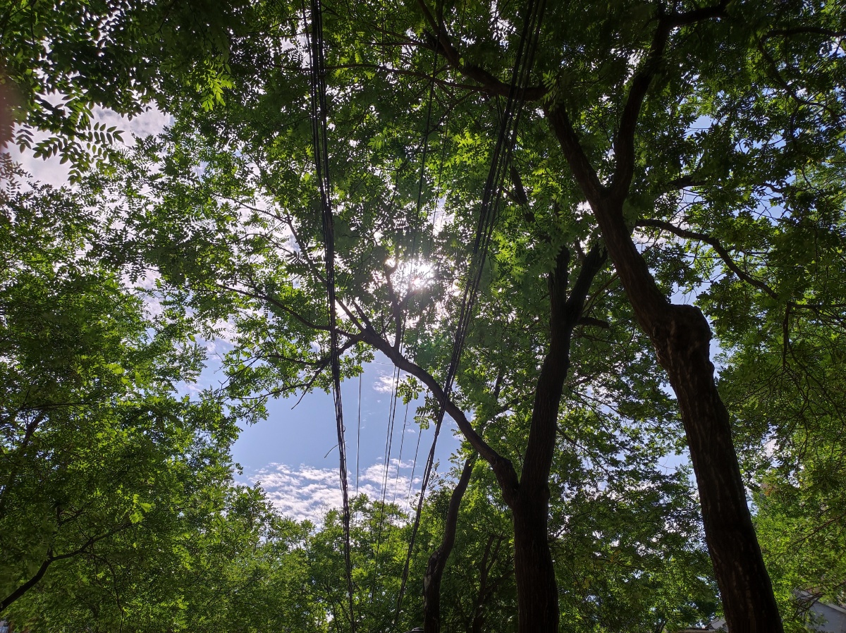 透过树荫贩卖阳光愿你天黑有灯下雨有伞