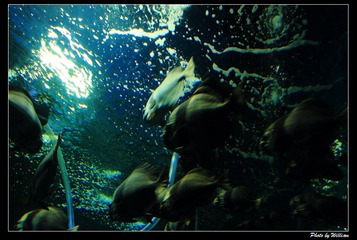 091-3.jpg