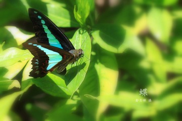 IMG_3155.jpg