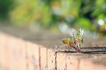 IMG_1206.JPG
