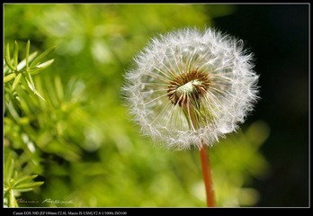 IMG_7469.JPG