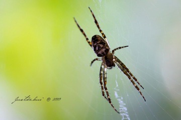 IMG_7493.JPG