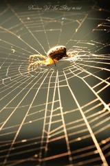 IMG_8850.JPG